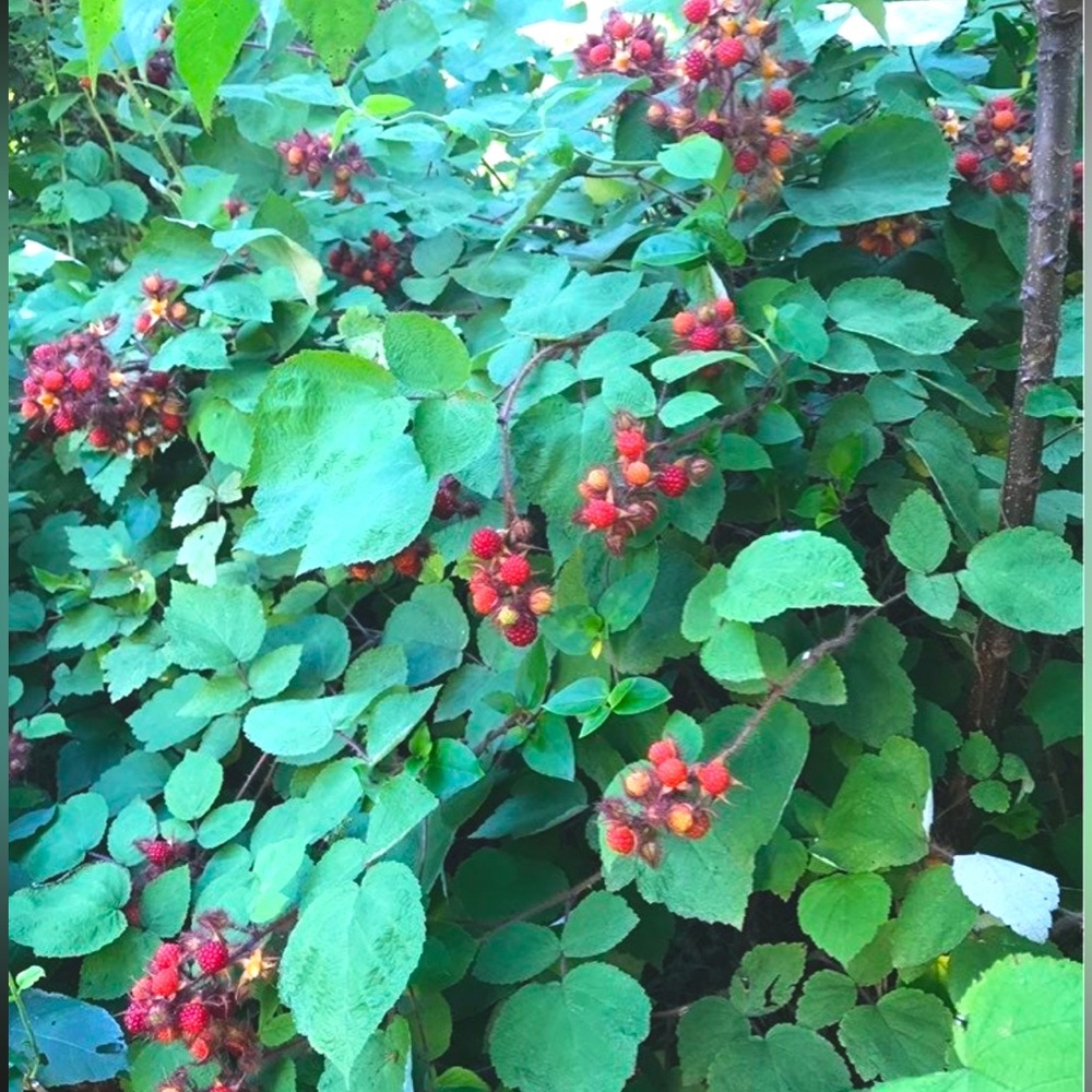 Wineberries are back for the 2026 season! 2 healthy rootstocks